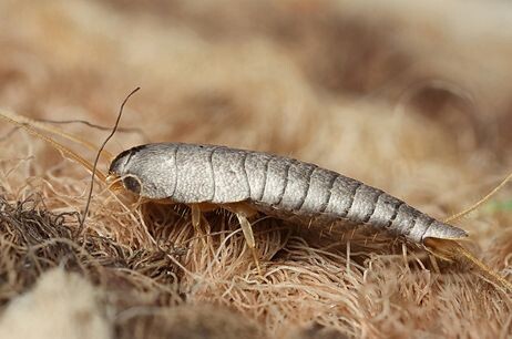 Silverfish Pest Control Perth Pic 1