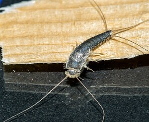 Silverfish Pest Control Perth Pic 5