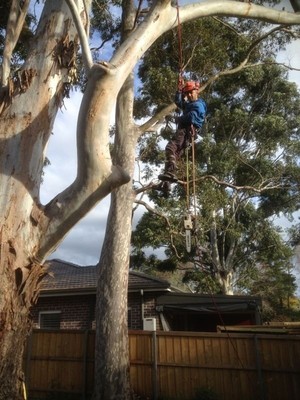 AAA AARDVARK TREE LOPPING Pic 2