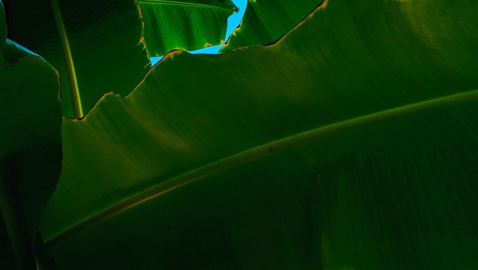 Tradewinds Web Design Pic 2 - banana leaves in the breese from the whitest sand in the world thanks to Tradewinds South Coast