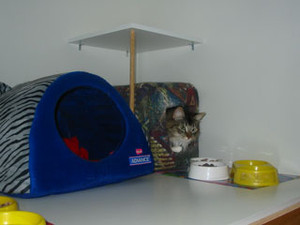 Cats In The City Pic 3 - Standard room