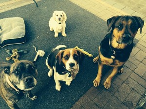 Pawz Pet Sitting and Homecare Pic 2 - Treat time