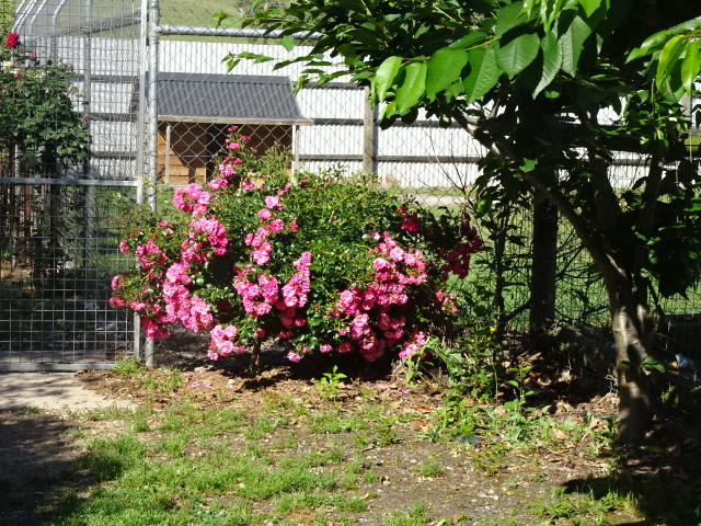 Keysteel Kennels Pic 1 - Out lovely roses