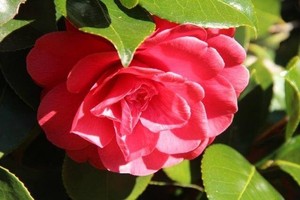 National Rhododendron Gardens Pic 2 - Camellia