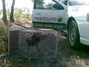 Pestecute Pest & Wildlife Management Pic 2 - Turkey removal Sunshine coast by Pestecute Pest and Wild Life Management