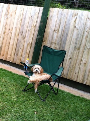 Dogdayz Pic 5 - Charlie chills out