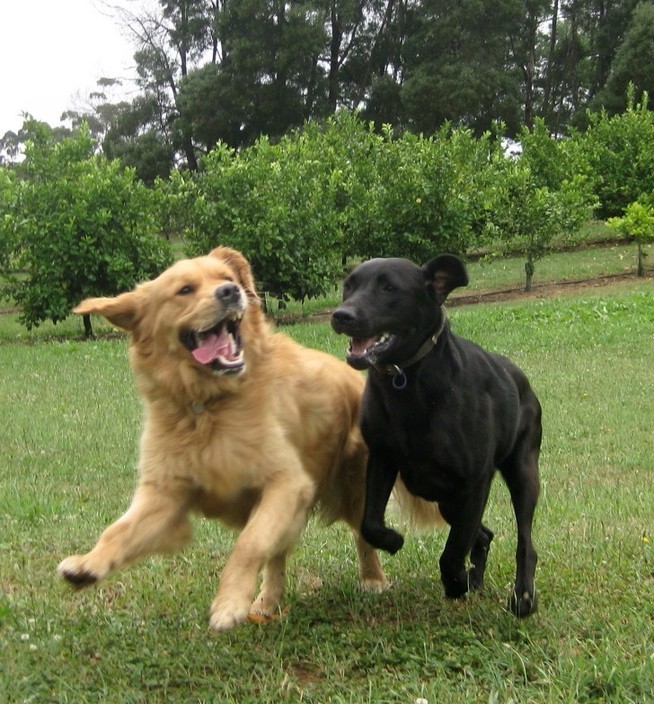 Dogdayz In Silvan Melbourne Vic Pet Boarding Truelocal