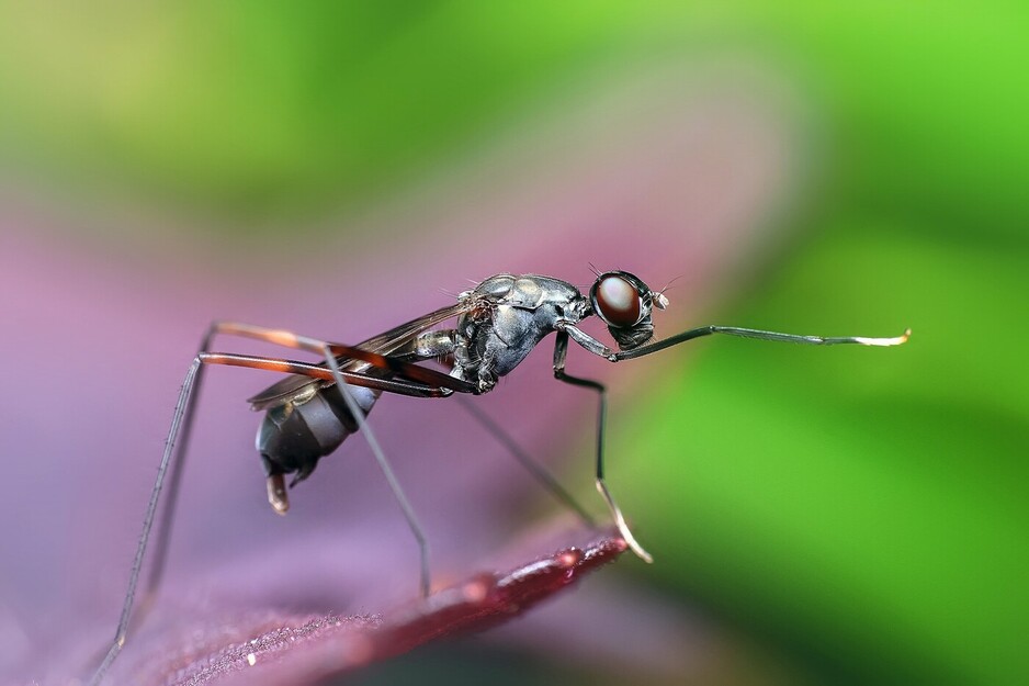 City Wide Pest Control Canberra Pic 1