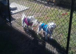 Aunty Aggies Pet Minding Service Pic 4 - Rosey and MJ out for play time in the winter sun