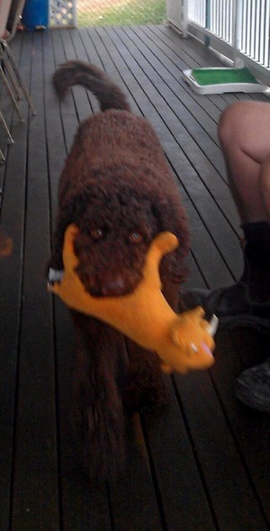 Aunty Aggies Pet Minding Service Pic 5 - Tori playing fetch on the deck