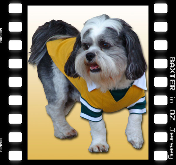 eccentricpaws.com Pic 1 - baxter the sports fan