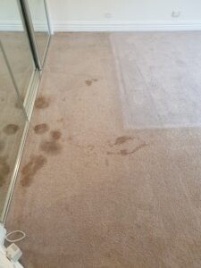 Monster Clean Pic 5 - Monster Carpet Hard Floor Cleaning Melbourne