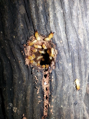 South East Queensland Pest Management Pic 2