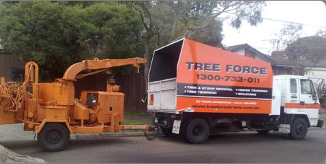 Tree Force Trees Pic 1 - Tree and stump removal pruning hedge trimming 20 years experience pensioner discounts free quotes