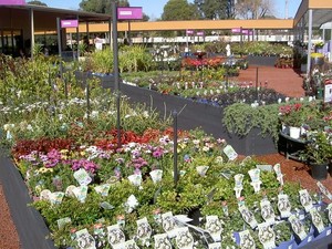 Lee Rowan's Gardenworld Pic 2 - Huge range of plants to choose from