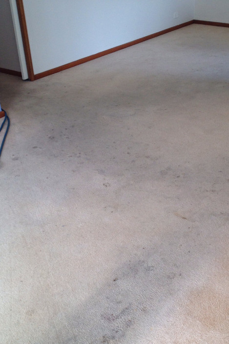 Stain Busters Cleaning Systems Perth Pic 1 - Very dirty carpet B4 Stain Busters