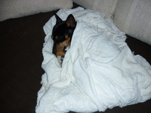 Complete Pet Minding Services Pic 2 - Snuggled up in Winter