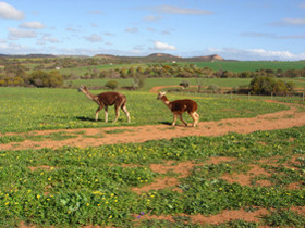 Ninghan Park Pic 1 - Ninghan Park Isseka Western Australia