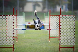 dPhodography Pic 3 - Agility action photos