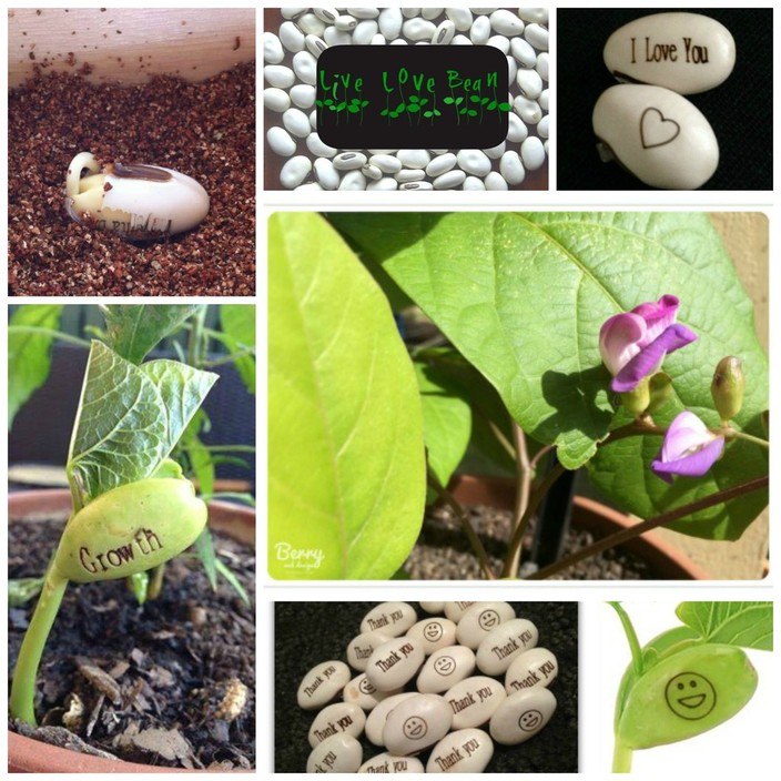 Live Love Bean Pic 1 - Magic bean plants engraved with words images and logos