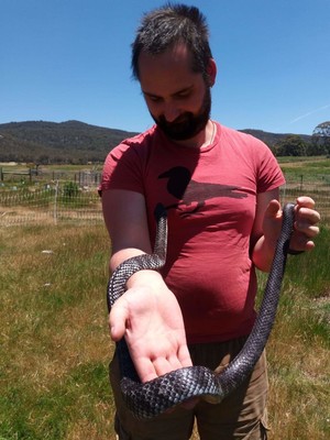 Hodgsons Snakes - Rescue and Removal - Snake Catcher Pic 3