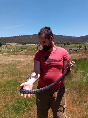 Hodgsons Snakes - Rescue and Removal - Snake Catcher Pic 4