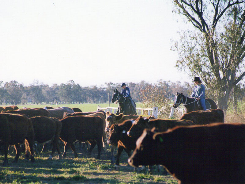 Castlereagh Cattle Drive Pic 1