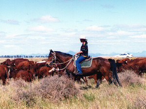 Castlereagh Cattle Drive Pic 3