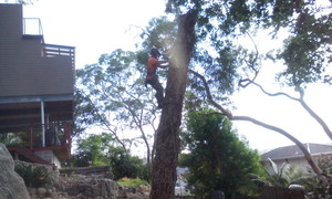 Greenhand Gardening and Tree Service Pic 4 - Tree Removals