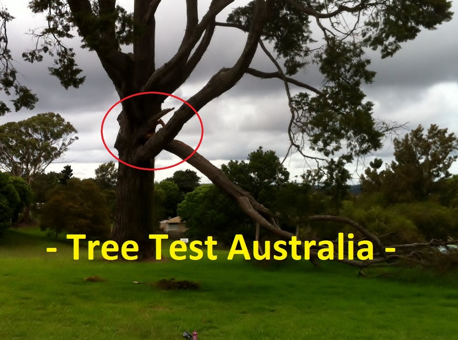 Tree Test Australia Pic 1