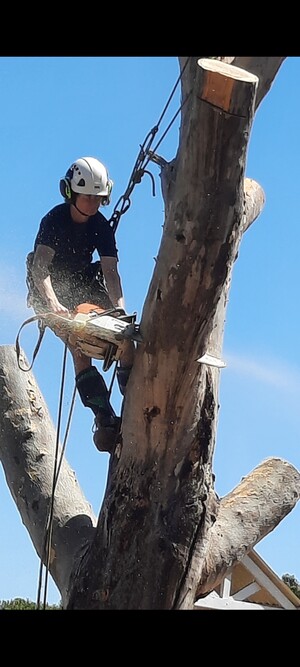 Cape tree service Albany Pic 2