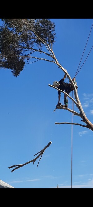 Cape tree service Albany Pic 4