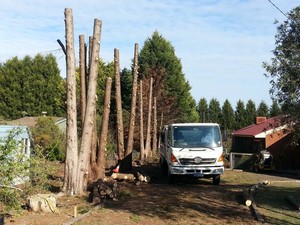 All Things Trees And Dirt Pic 4