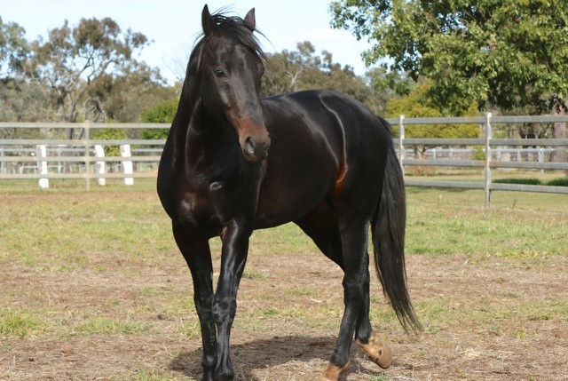 Egmont Park Stud Pic 1