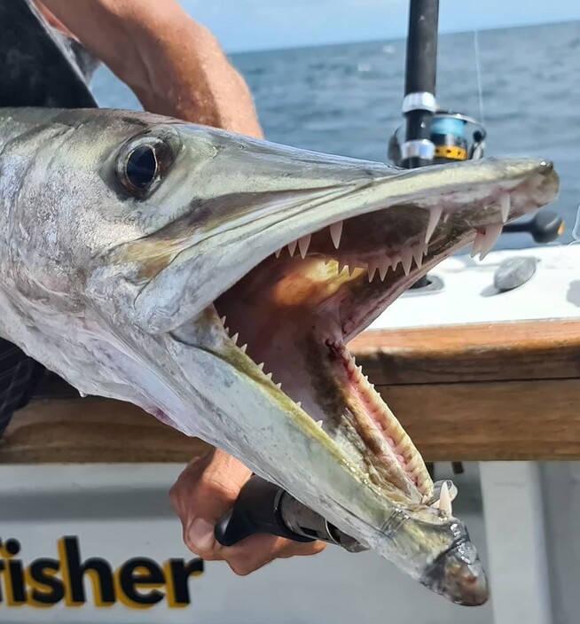 Coral Coast Charters Whitsundays Pic 1 - Barracuda caught aboard BILLFISHER with Coral Coast Charters Whitsundays