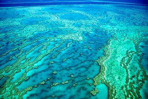 Coral Coast Charters Whitsundays Pic 4 - Reef Fishing Charters with Coral Coast Charters Whitsundays based in Airlie Beach QLD