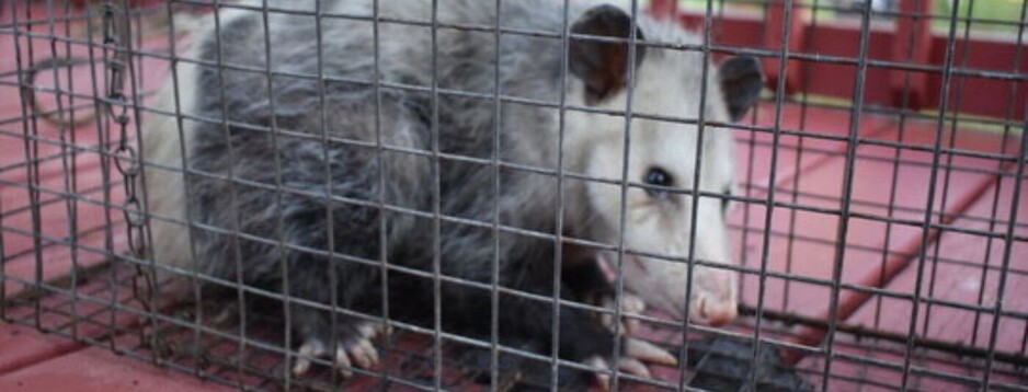 Possum Removal Melbourne Pic 1