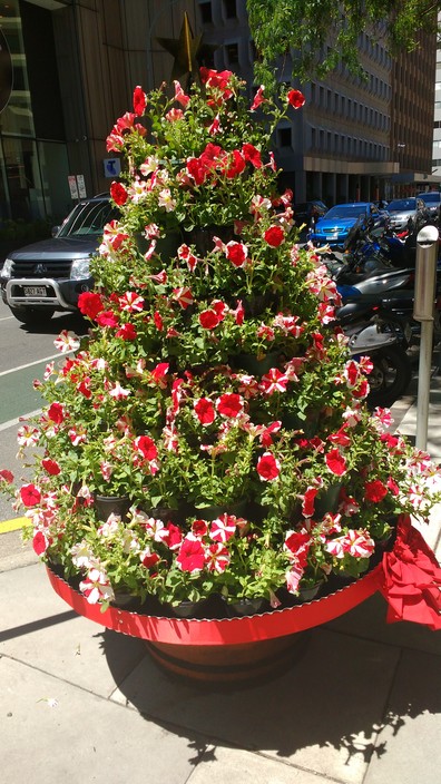 Adelaide City Council Pic 1 - Love their Christmas spirit