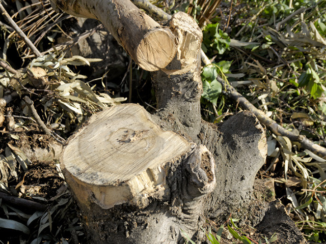 Greaterscapes Landscaping and Tree Services Pic 1 - Tree removal