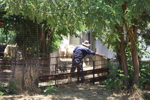 Crowe's Shearing Boorowa Pic 4