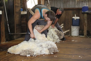 Crowe's Shearing Boorowa Pic 3