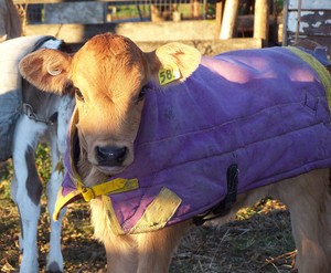 Crebra Farmhouse Pic 3 - Ask us if we are available to show you the milking and pat the calves