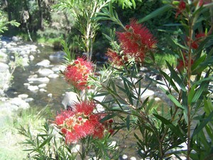 Crebra Farmhouse Pic 2 - Bottlebrush on the river