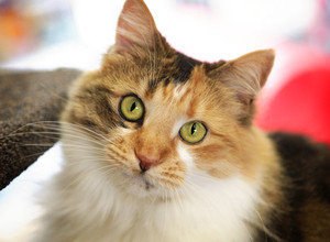 Cat Clinic Pic 3 - Hildy groomed for The Cat Protection Society to help find her FURRever home