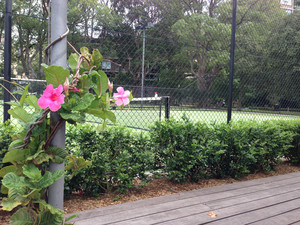 Rushcutters Bay Tennis & Kiosk Pic 2 - Tennis courts at the back