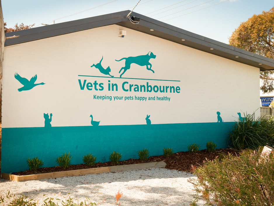 Vets in Cranbourne Pic 1