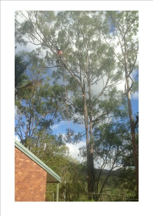 Bills Tree Services Pic 4 - Let us do the hard work and watch how easy we can make it look