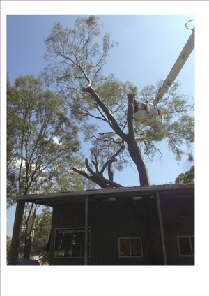 Bills Tree Services Pic 3 - We will only use the best machinery to make sure your job is done safely and professionally