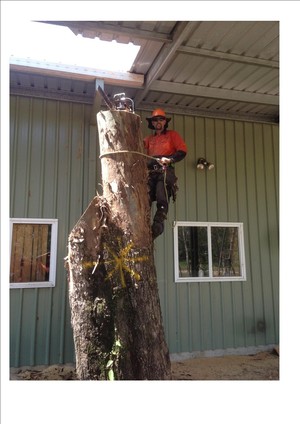 Bills Tree Services Pic 2 - You can rely on us to deliver for even the trickiest of jobs