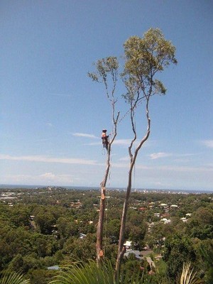 In Touch Tree Service Pic 4